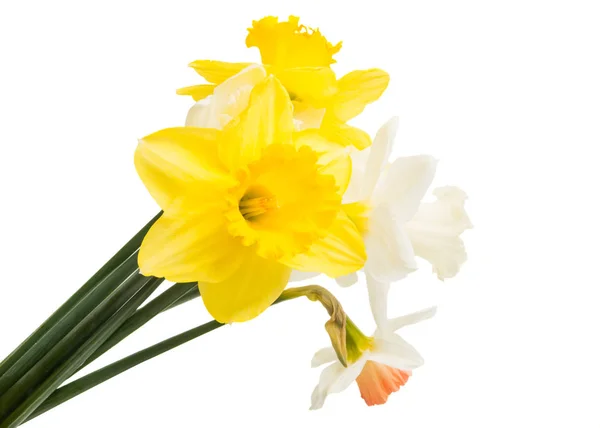 Narcissen bloem geïsoleerd — Stockfoto