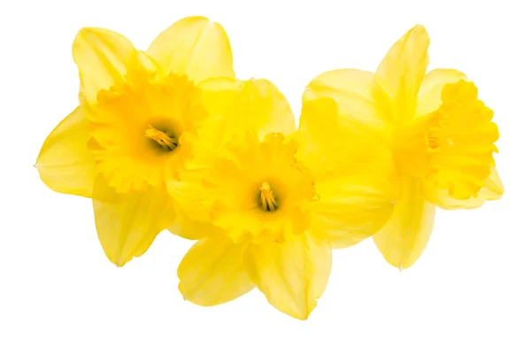 Narcissen bloem geïsoleerd — Stockfoto