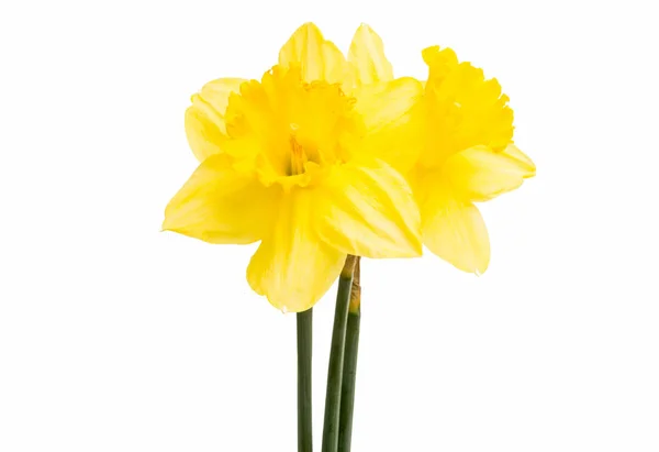 Daffodil flower isolated — Stock Photo, Image