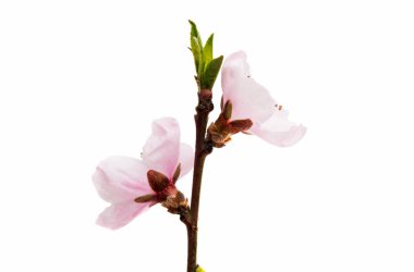 izole sakura çiçek 