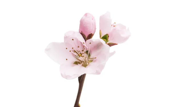 Fiore di sakura isolato — Foto Stock