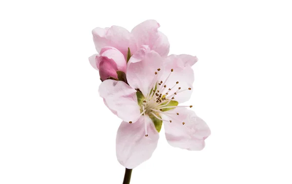 Sakura květina, samostatný — Stock fotografie