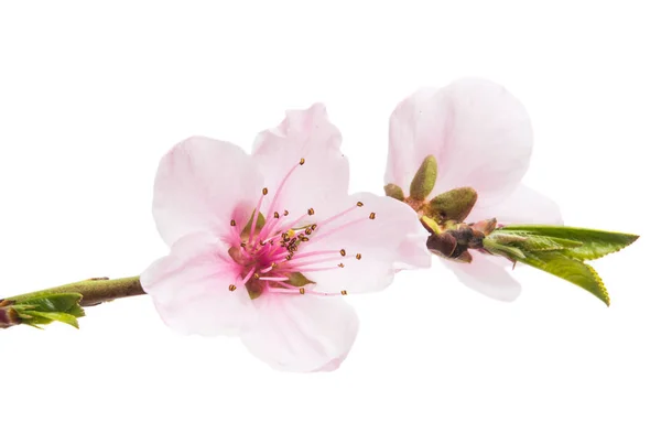 Sakura-Blume isoliert — Stockfoto