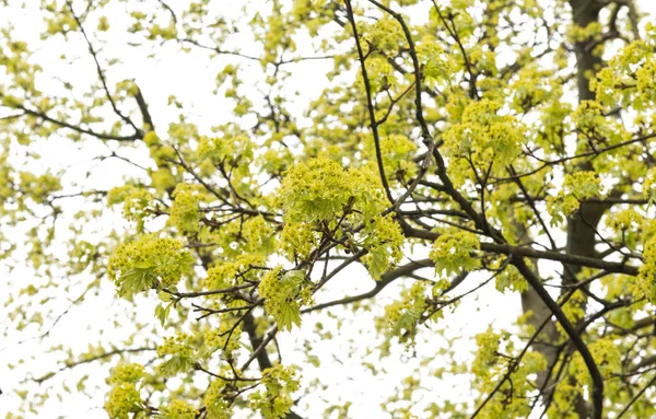 Baum des blühenden Ahorns — Stockfoto