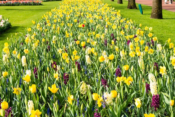 Bahar peyzaj çiçek Keukenhof Park — Stok fotoğraf