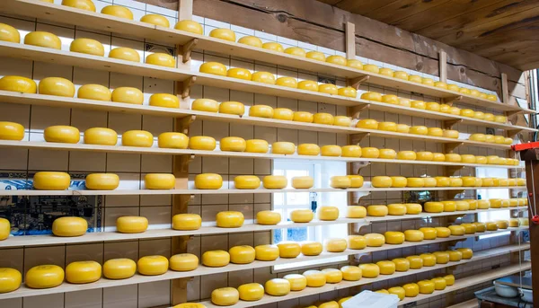 Queijo holandês em uma fabricação de queijo — Fotografia de Stock