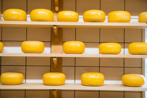 Dutch cheese in a cheese-making