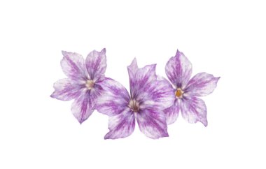  phlox çiçek izole 