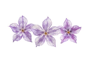  phlox çiçek izole 