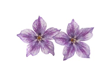  phlox çiçek izole 
