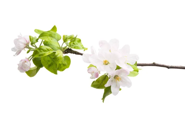 Tak van een appelboom met bloemen geïsoleerd — Stockfoto