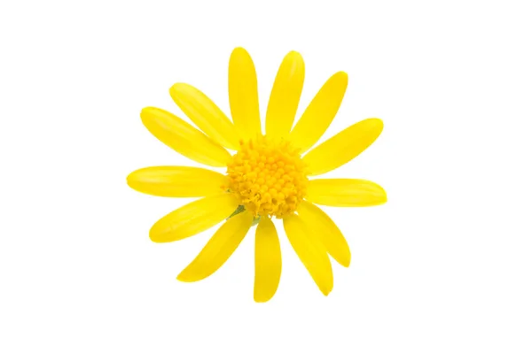 꽃 노란색 필드 카모마일 절연 — 스톡 사진