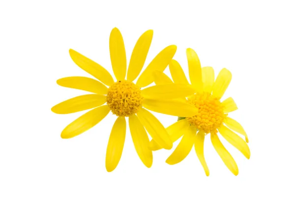 Flor camomila campo amarelo isolado — Fotografia de Stock