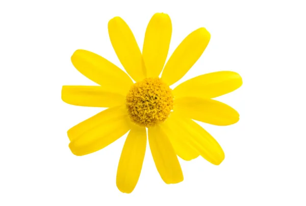 Flower yellow field chamomile isolated — Stock Photo, Image