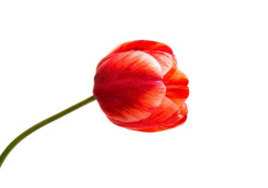 izole kırmızı lale çiçek 