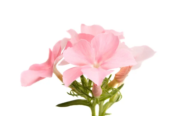 Izole pembe phlox çiçek — Stok fotoğraf