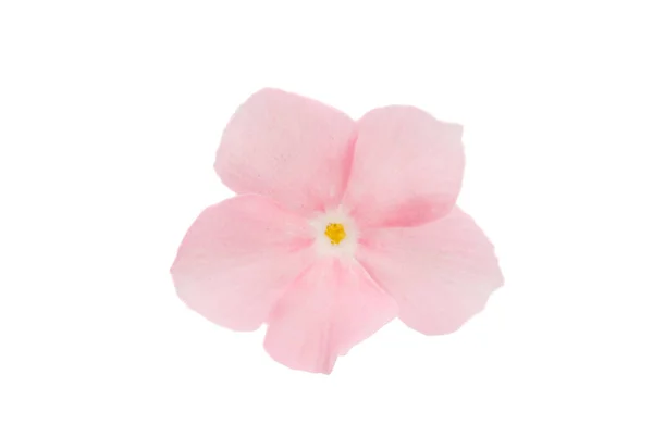 Pink phlox flower isolated — Stock Photo, Image