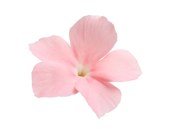 Rosa phlox blomma isolerade — Stockfoto