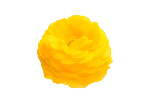Blomma av gula buttercup isolerade — Stockfoto