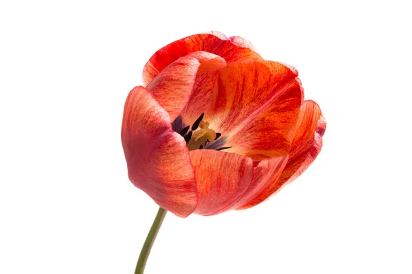 Izole kırmızı lale çiçek — Stok fotoğraf
