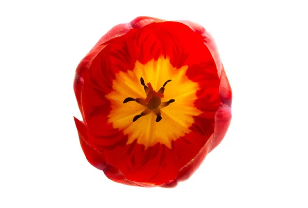Красный цветок тюльпан изолирован — стоковое фото