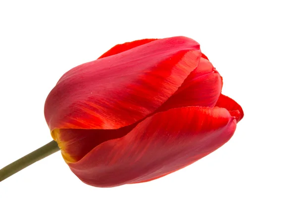 Red tulip flower isolated — Stock Photo, Image