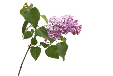 Eflatun çiçekler izole 