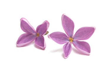 Eflatun çiçekler izole 