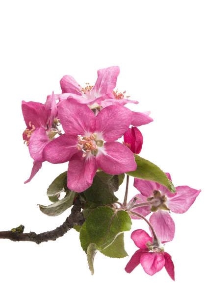 Rosa Blüten des Apfelbaums isoliert — Stockfoto