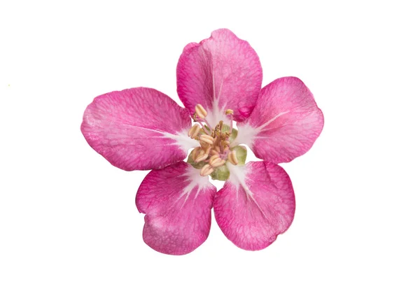 Flores cor-de-rosa de macieira isolada — Fotografia de Stock