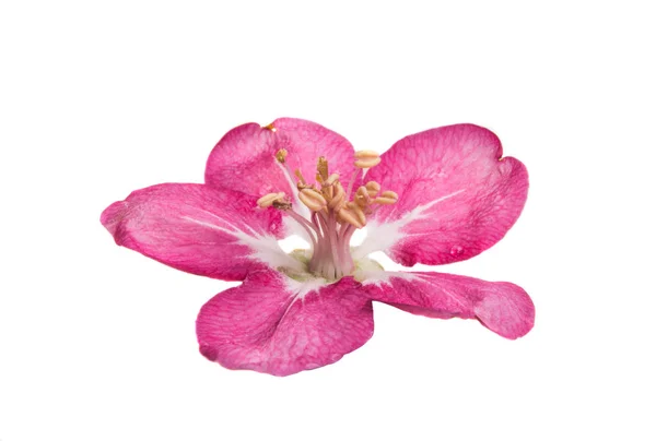 Fiori rosa di melo isolato — Foto Stock