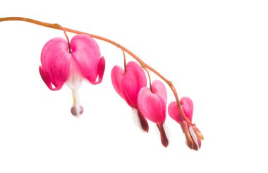 kırık kalp (Dicentra) izole 