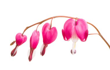 kırık kalp (Dicentra) izole 
