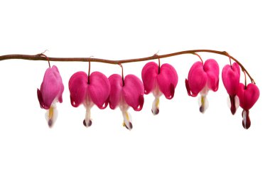 kırık kalp (Dicentra) izole 