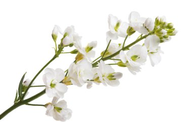 izole gypsophila çiçekler 