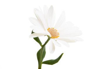 İzole Osteospermum çiçek papatya 