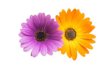 İzole Osteospermum çiçek papatya 