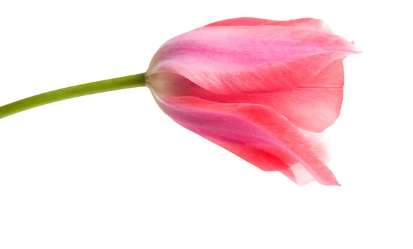 Růžová Tulipán izolované — Stock fotografie