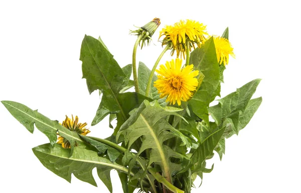 Dandelion with leaves isolated — Stock Photo, Image