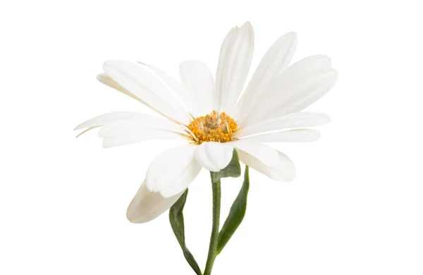 Osteospermum квітки ромашки ізольовані — стокове фото