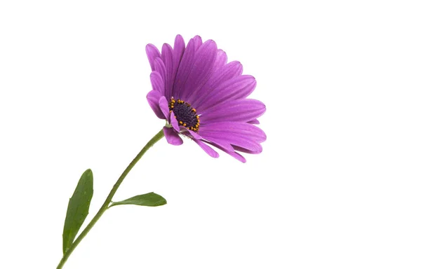 Osteospermum blomma Daisy isolerade — Stockfoto