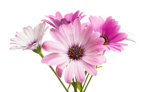 Elszigetelt Osteospermum-virág-százszorszép — Stock Fotó