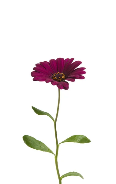 Osteospermum bloem Daisy geïsoleerd — Stockfoto