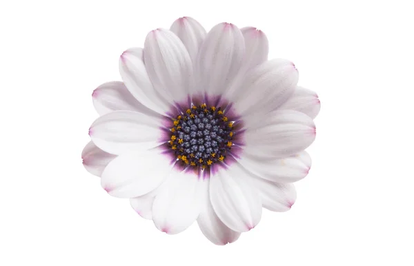 Osteospermum Flower Daisy Isolated — Stock Photo, Image