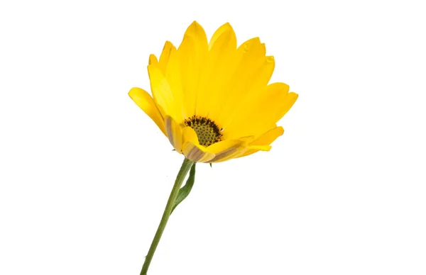 Amarillo Osteospermum Flower Daisy — Foto de Stock