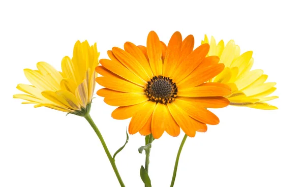 Yellow Osteospermum Flower Daisy — Stock Photo, Image