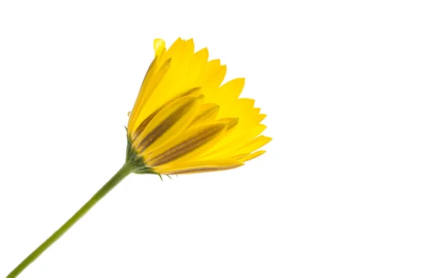 Sedmikráska květ žlutá Osteospermum — Stock fotografie