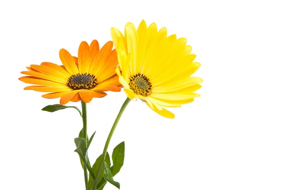 Sedmikráska květ žlutá Osteospermum — Stock fotografie