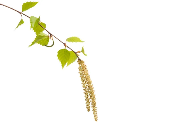 Branch of birch with earrings isolated — Stock Photo, Image