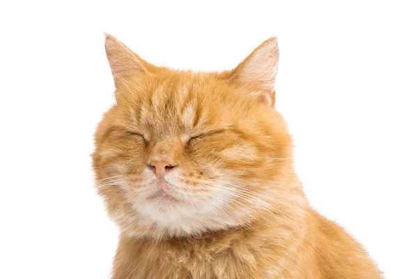 红猫离体röd katt isolerade — Stockfoto